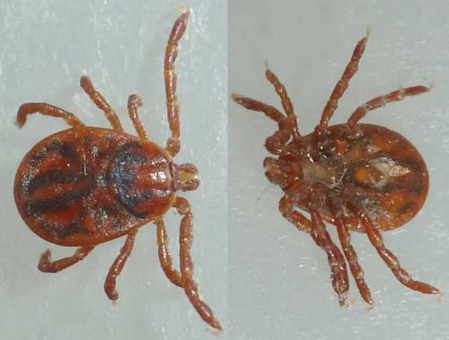 Haemaphysalis inermis